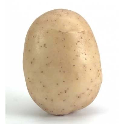 Картофель сорта Мелодия на белом фоне