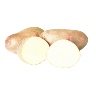 Клубни картофеля сорта Межиричка 11