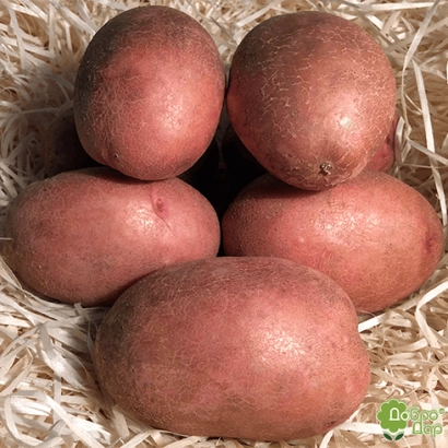 Клубни картофеля сорта Мирослава в корзине из соломы