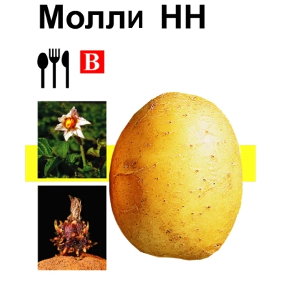 Семенной картофель Молли НН на упаковке с изображением клубня и цветка