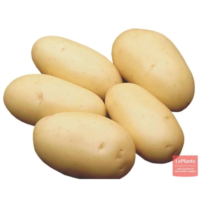 Картопля сорту Моналіза на білому фоні