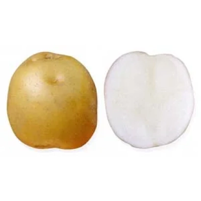 Клубень картофеля сорта Московский - МОСКВОРЕЦКИЙ