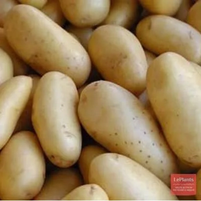 Картофель сорта Мостовский