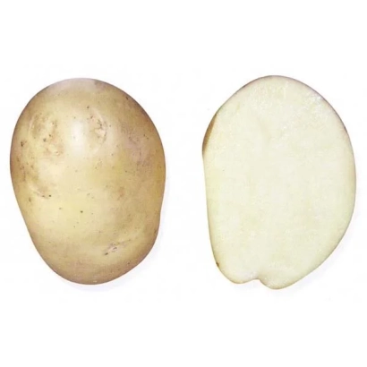 Картофель НАФИДА — целый клубень и разрезанный срез