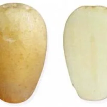 Два куска картофеля: один с кожурой, другой очищенный - Нальчикский