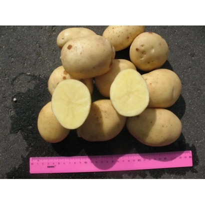 Клубни картофеля сорта НИДА, один разрезан пополам, рядом линейка для масштаба