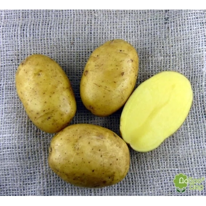 Три целых и одна нарезанная картофелина на льняной ткани - Никсе