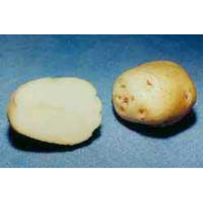 Два картофеля — целый и разрезанный пополам, на синем фоне - Горизонт