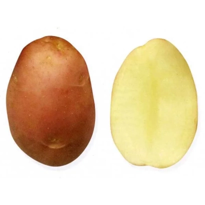 Клубень картофеля и его поперечный срез - ОГНИВО