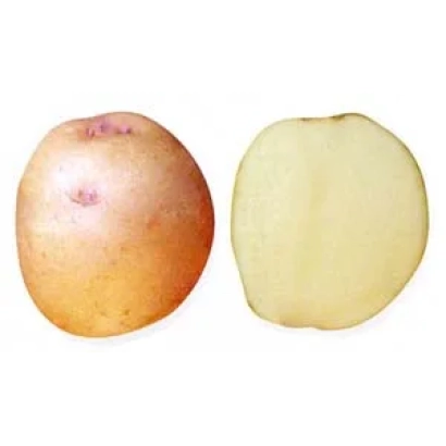 Клубень картофеля сорта Олимп, показан целый и разрезанный пополам