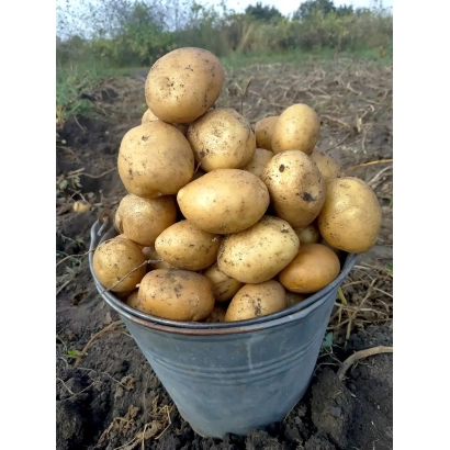 Кучка картоплі в металевому відрі на фоні поля - Орла