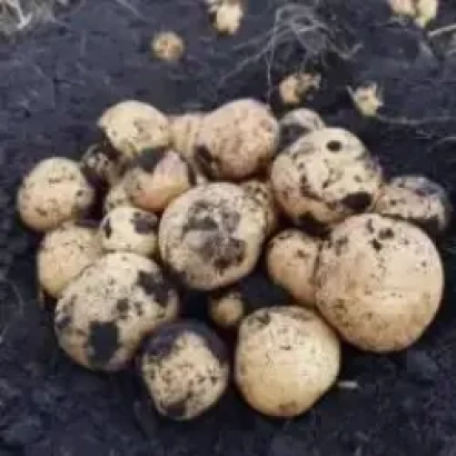 Картофель Орлан на земле