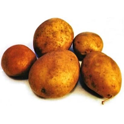 Картофель сорта Овация на белом фоне