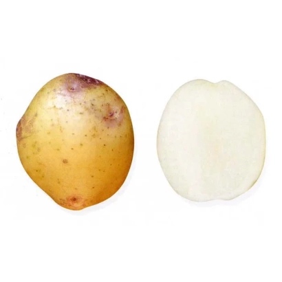 Картофель ПАМЯТИ КУЛАКОВА — целый клубень и срез