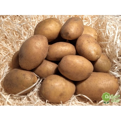 Кучка картофеля на соломе - Партнер