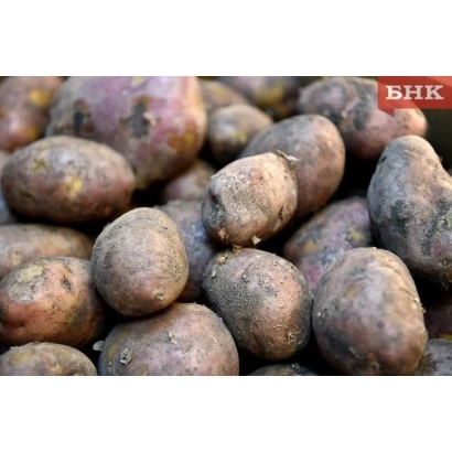 Клубни картофеля сорта Печорский