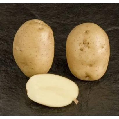 Три картофелины и один разрезанный клубень на темном фоне - ПЕНЗЕНСКАЯ СКОРОСПЕЛКА