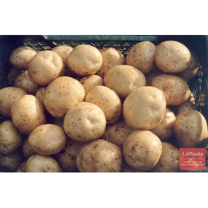 Коробка картофеля сорта Петербургский