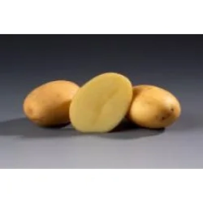 Картофель Пиколо Стар — три клубня, один разрезан пополам, на нейтральном фоне