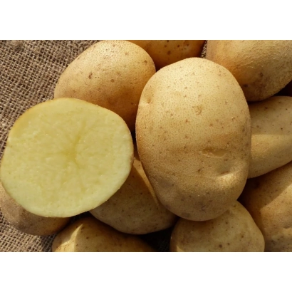 Potato tubers of the Platina variety on a burlap background