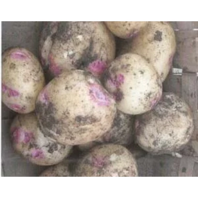 Картофель с розовой маркировкой - ПОЛОНЕЗ