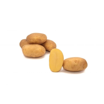 Картофель на белом фоне - Прада