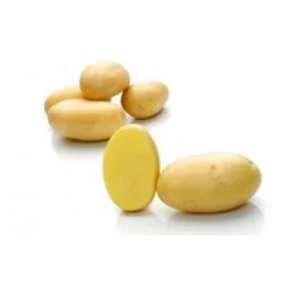 Картофель сорта Примадонна на белом фоне