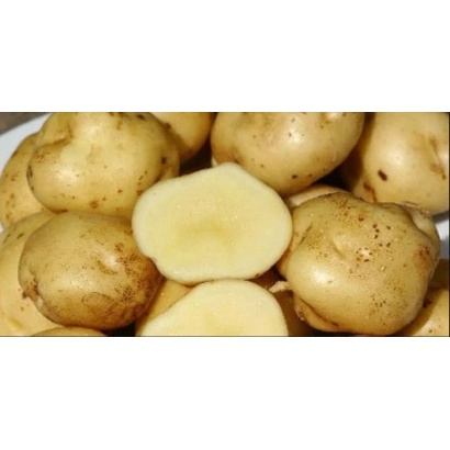 Клубни картофеля сорта Пушкинец