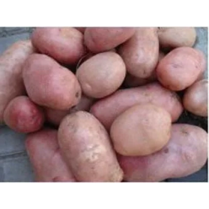 Pile of potatoes variety Radich