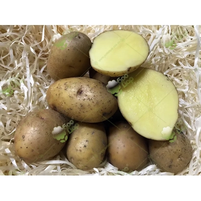 Картофель Радомисль на соломе, один клубень разрезан пополам