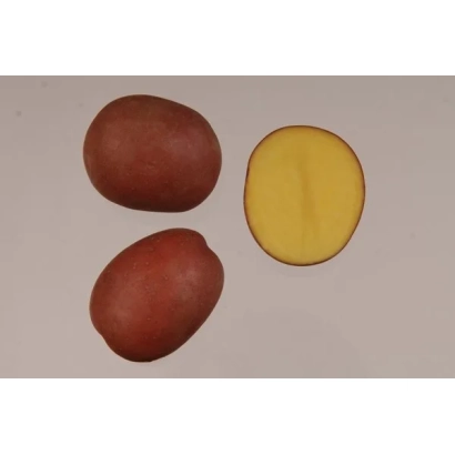 Три красных картофеля и один разрезанный картофель без названия - РЕД АННА