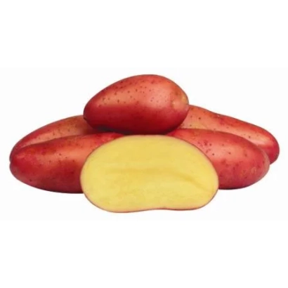 Красные картофелины с одним разрезанным ломтиком, показывающим желтую мякоть - Ред Фентази