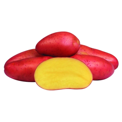 Красные картофелины с одним разрезанным плодом, показывающим жёлтую мякоть - РЕД ФЭНТАЗИ