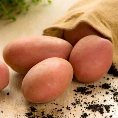 Красные картофелины рядом с мешком и землёй - Родео