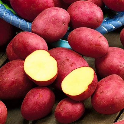 Червоний картопля з розрізаним плодом, що показує жовту м'якоть - Родрига