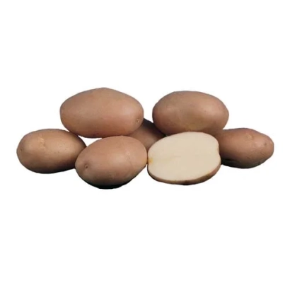 Картопля Romano на білому фоні - Романо