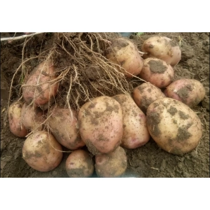 Клубни картофеля с землей и корнями - РОЗОВЫЙ ЧАРОДЕЙ