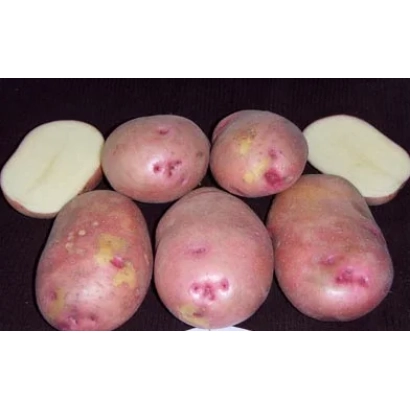 Клубни картофеля сорта Русская красавица