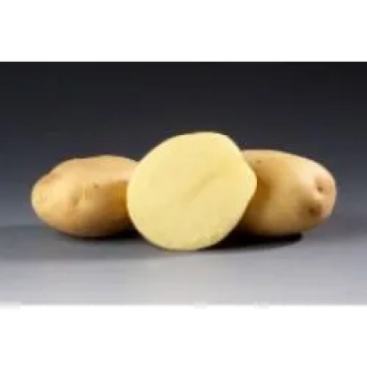 Картофель Сафир — целые клубни и разрезанный клубень на сером фоне