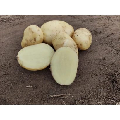 Картофель ШАХ на земле с двумя разрезанными клубнями