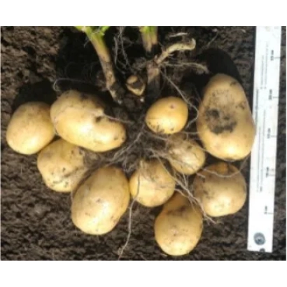 Картопля сорту Сальса з коренями та ґрунтом поруч з лінійкою