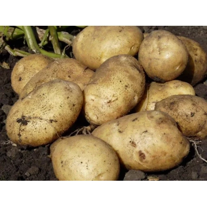 Картофель на земле - САНТЭ