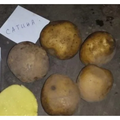 Картофель Сатина на фоне с этикеткой