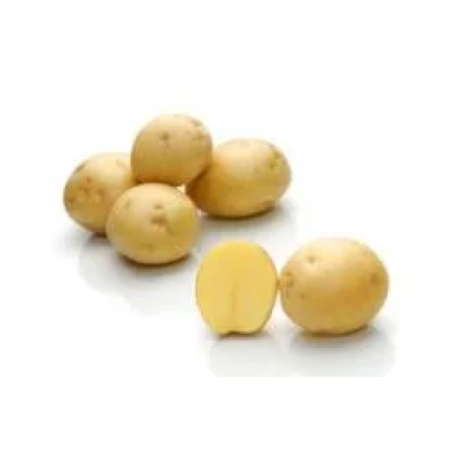 Картопля сорту Сатина на білому фоні