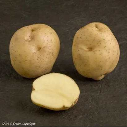 Два целых и один разрезанный клубень картофеля сорта САТУРНА на тёмном фоне