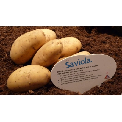 Potato variety Saviola on soil with an informational label.