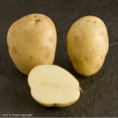 Три картофелины и одна нарезанная пополам на темном фоне - ШЕЛФОРД