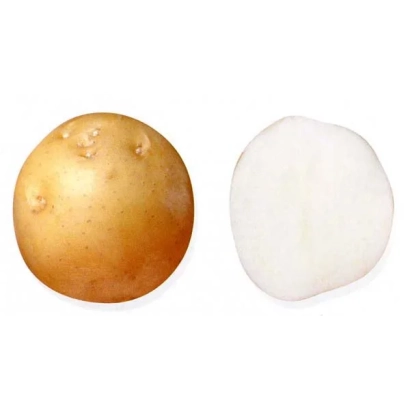 Клубень картофеля и его срез - СЕНТЯБРЬ