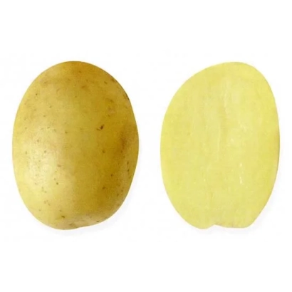 Клубень картофеля Северный | ПІВНІЧНИЙ | NORTHERN