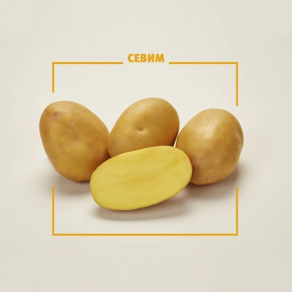 Three whole and one sliced potato of the SEVIM variety on a light background